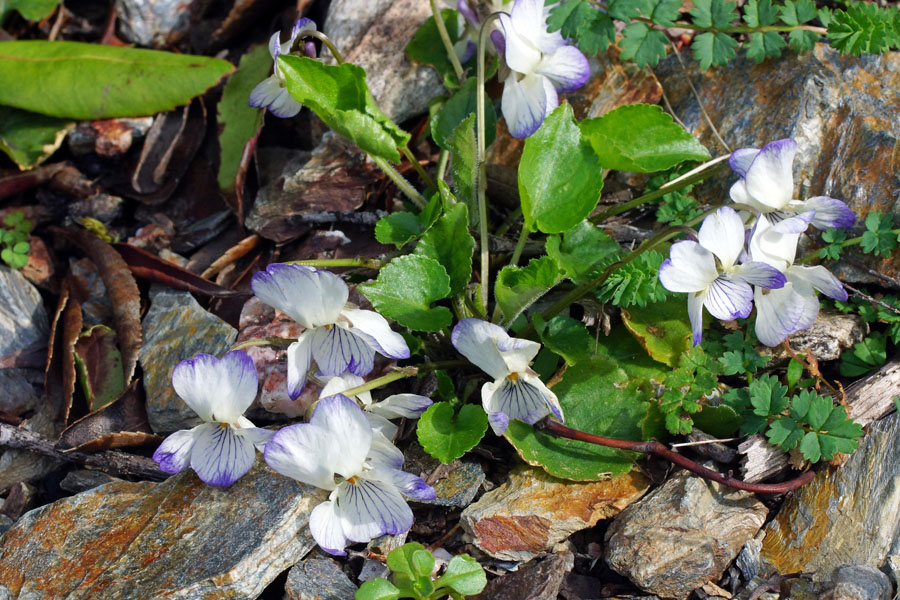 Viola alba ssp. dehnhardtii var. bianca?